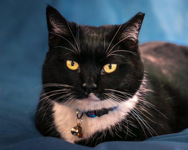 How to Choose the Right Type of Leash for Training a Puppy?